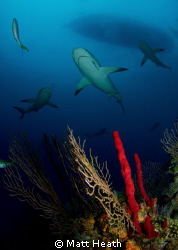 Reef Sharks on a reef in the Bahamas by Matt Heath 